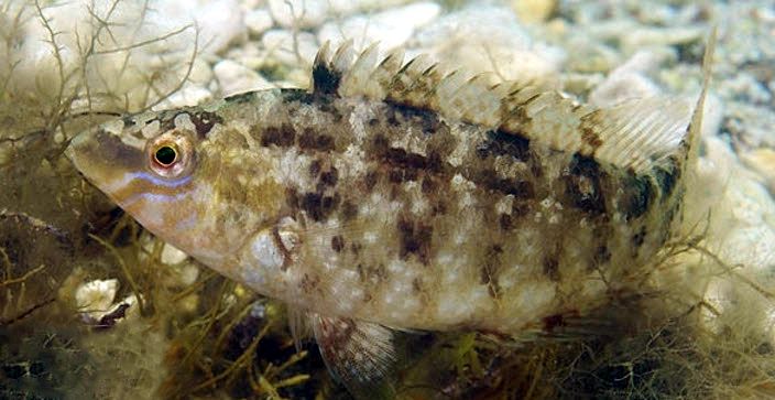 Symphodus cinereus_02